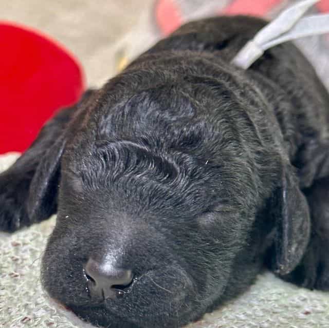 Dixie  - Standard Poodle Female