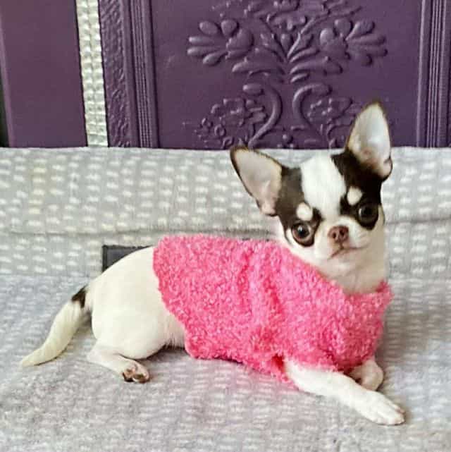 Bubble - Chihuahua Male