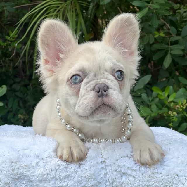Demi Fluffy - French Bulldog Female
