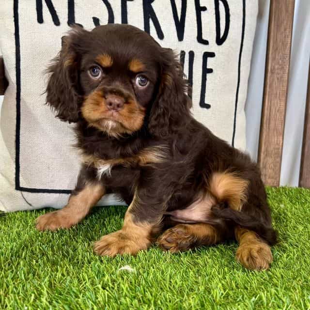 Wes - Cavalier King Charles Spaniel Male