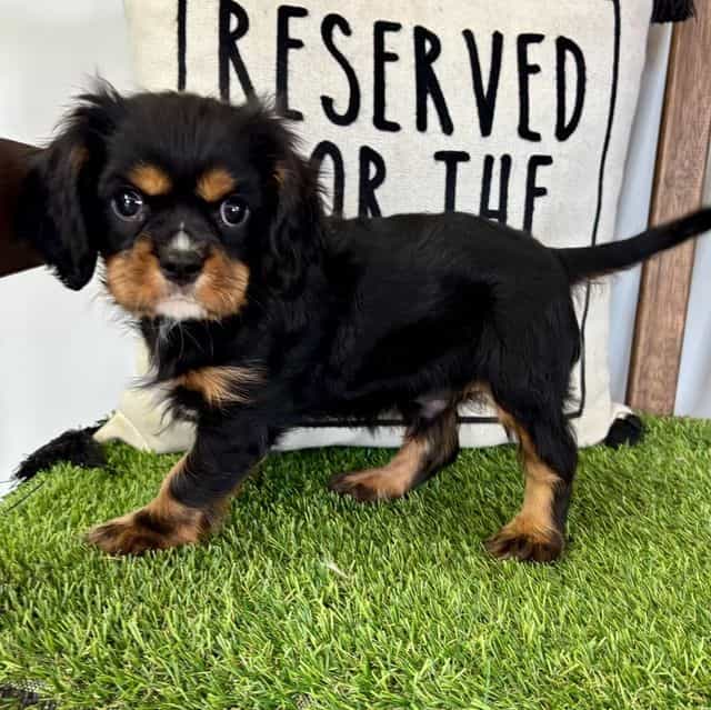 Wemby - Cavalier King Charles Spaniel Male