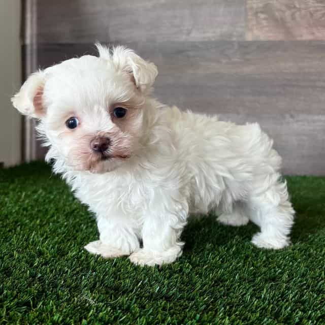 Kylee - Maltese Female