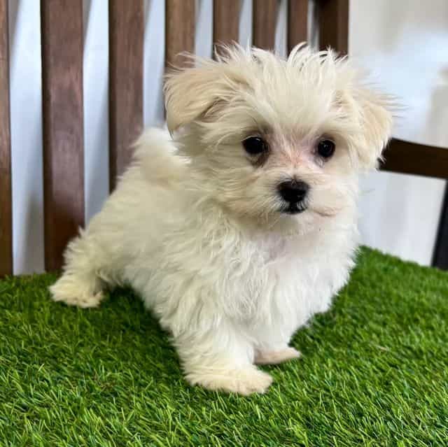 Blake - Maltichon Male