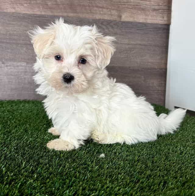 Major - Maltipoo Male