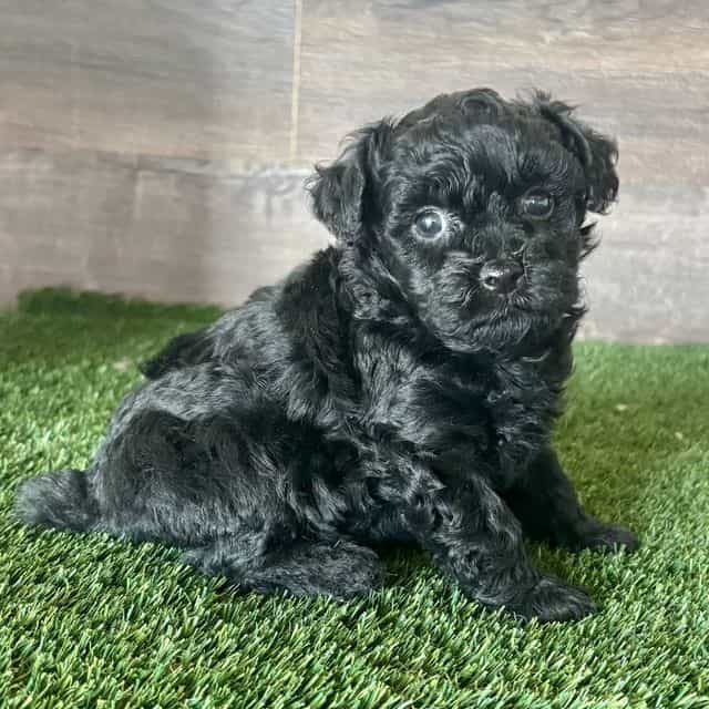 Muffin - Maltipoo Female
