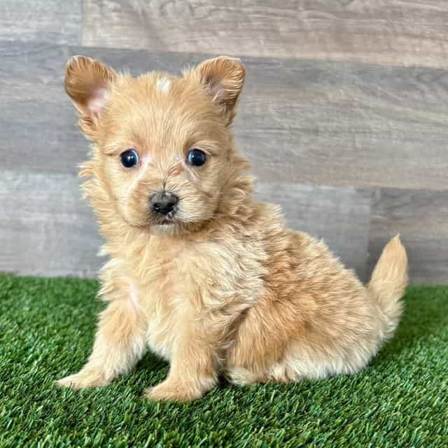 Prince - Pomapoo Male