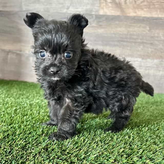 Pluto - Pomapoo Male