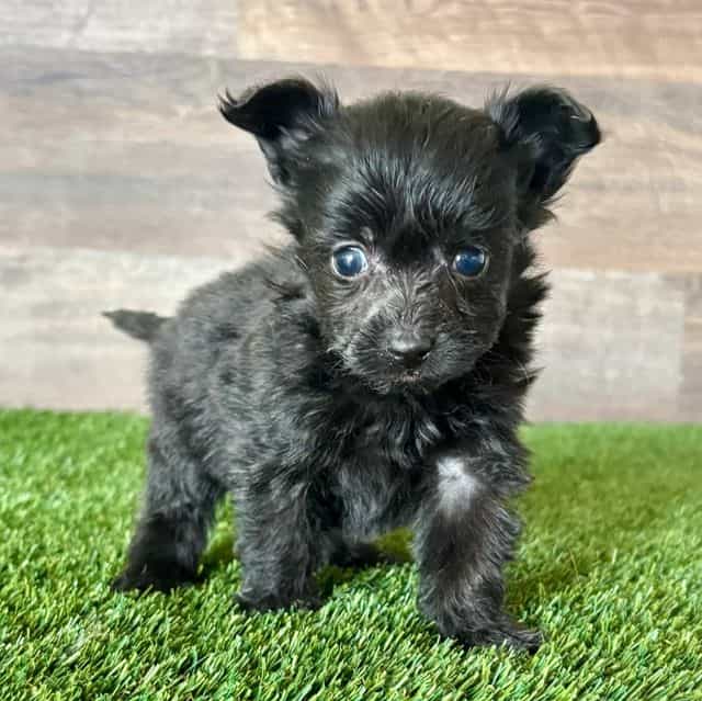 Pepper - Pomapoo Female