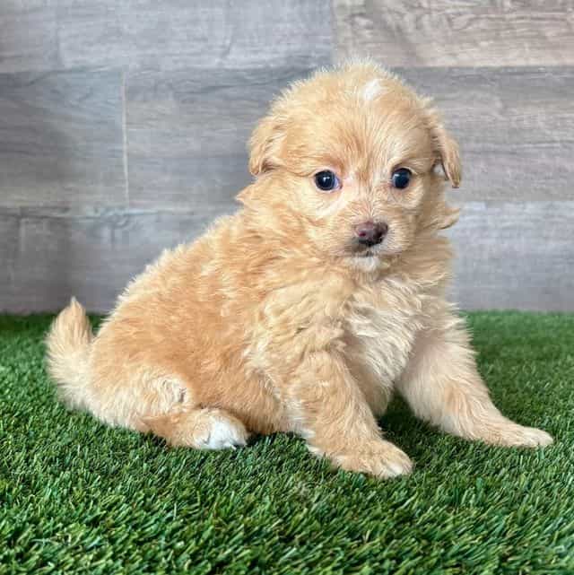 Peanut - Pomapoo Female