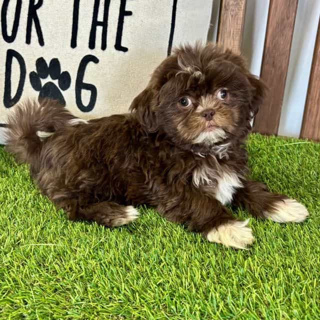 Sutton - Shih Tzu Male