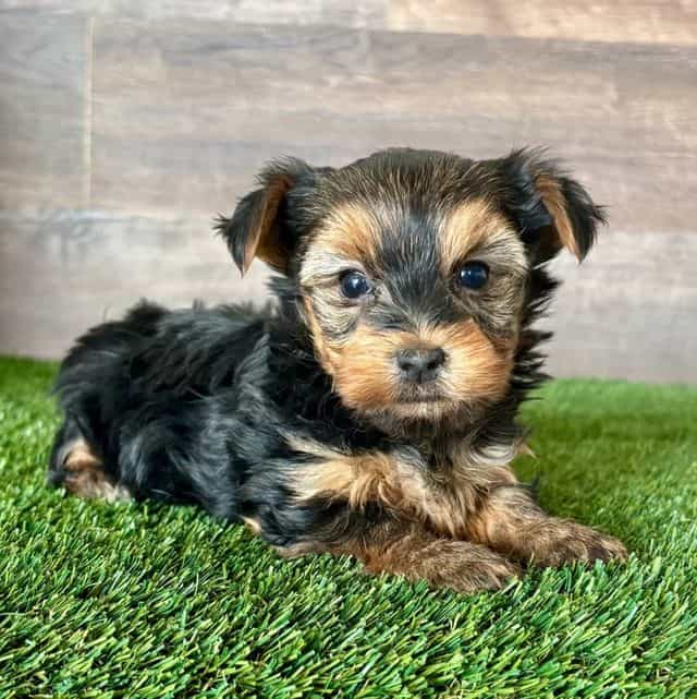 Rya - Yorkshire Terrier Female
