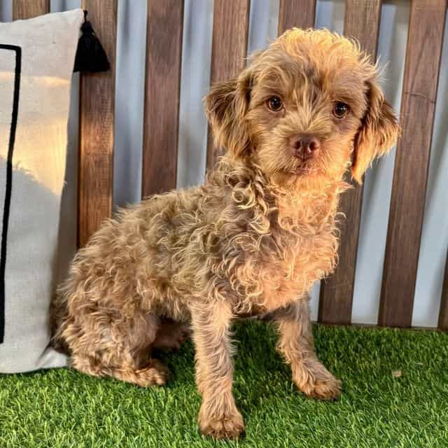 Perry - Yorkipoo Male