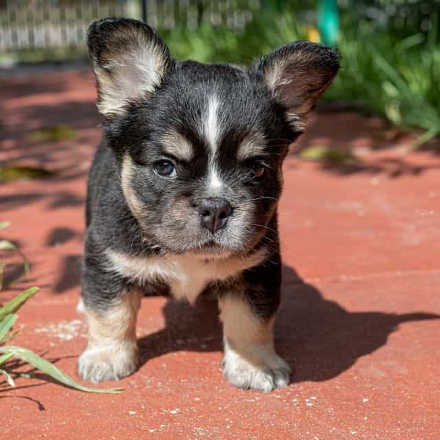 King - French Bulldog Male