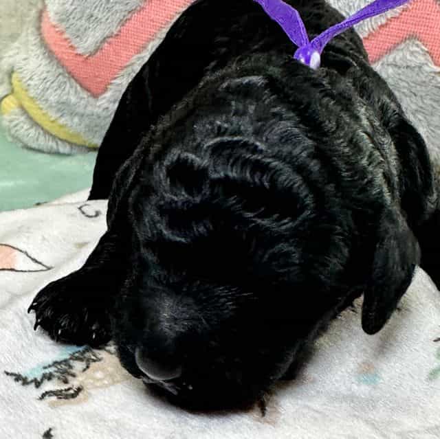 Dolly  - Standard Poodle Female