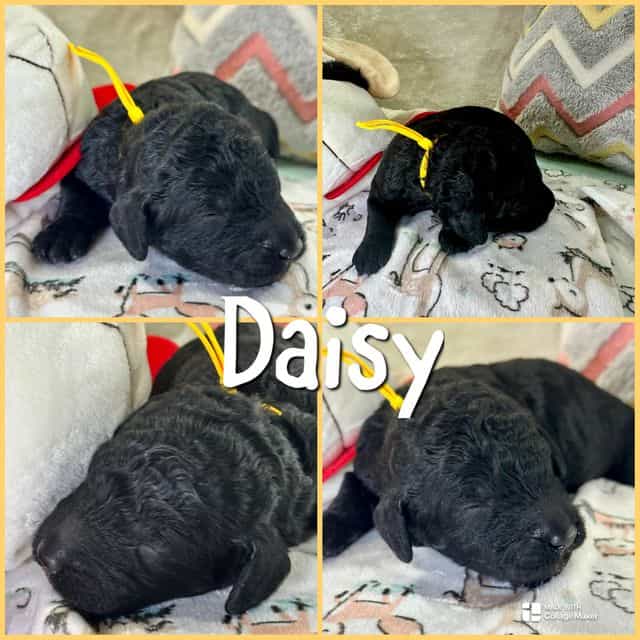 Daisy  - Standard Poodle Female