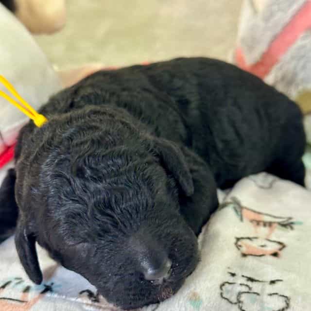 Daisy  - Standard Poodle Female