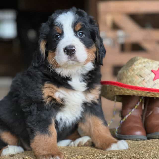 Tiffany - Bernese Mountain Dog Female