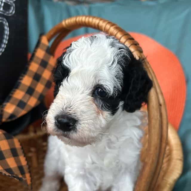 Mini/Toy Poodle - Toy Poodle Male