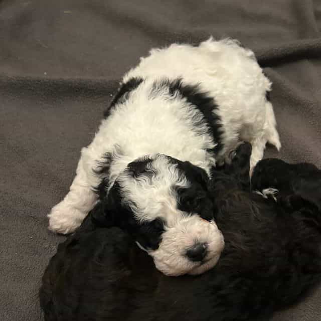 Mando - Toy Poodle Male
