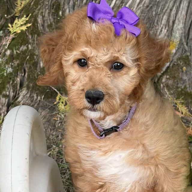 Jewel- mini - Goldendoodle Female