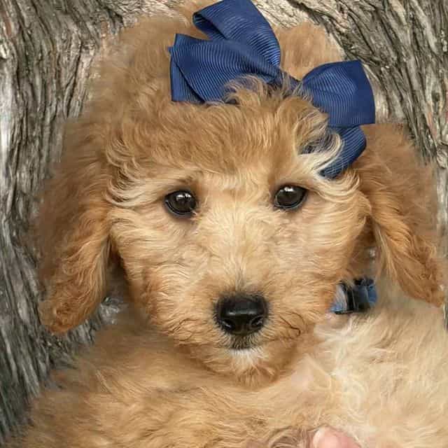Harper- mini - Goldendoodle Female