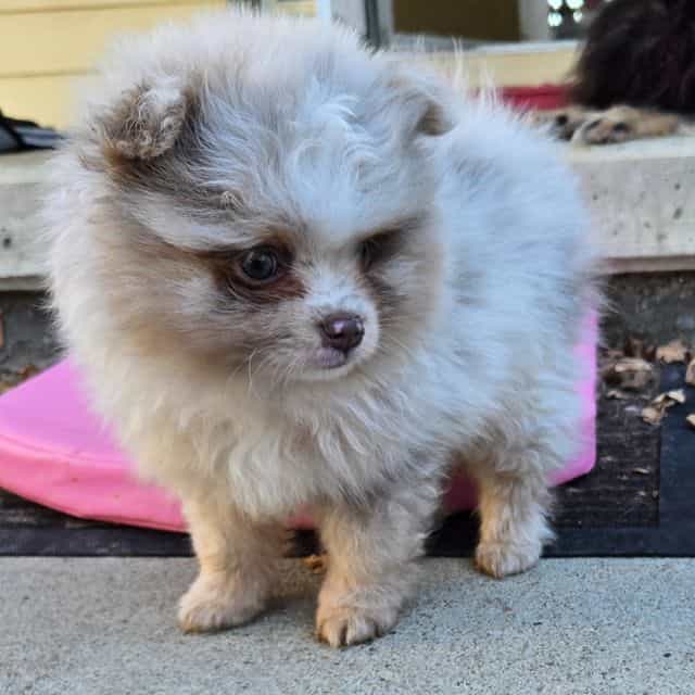 Louis Vutton - Pomeranian Male