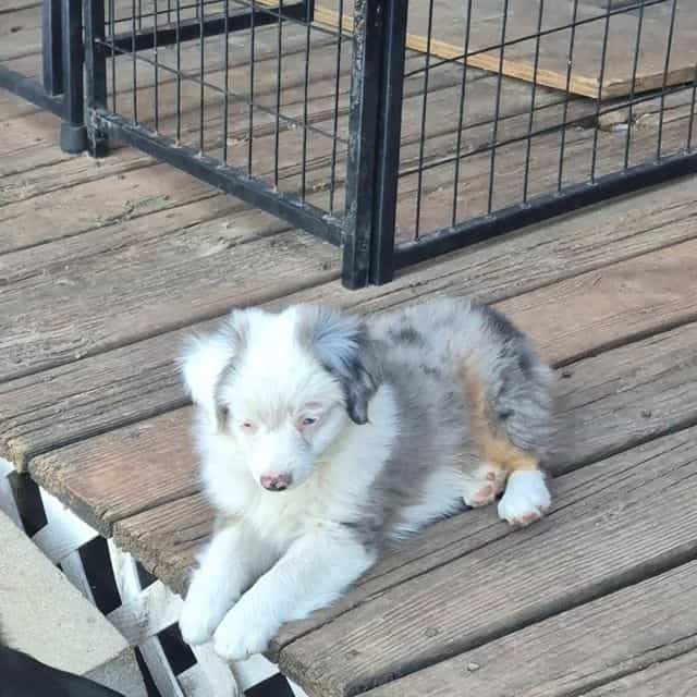 Massituchets. ( - Australian Shepherd Male