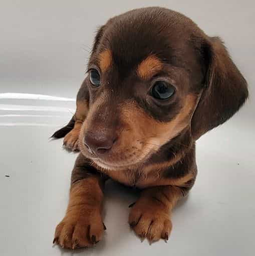 Mini Alfie  - Dachshund Male