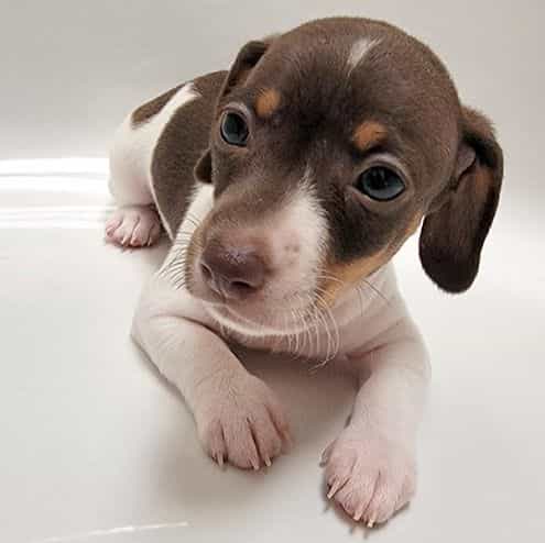 Domino Piebald  - Dachshund Male