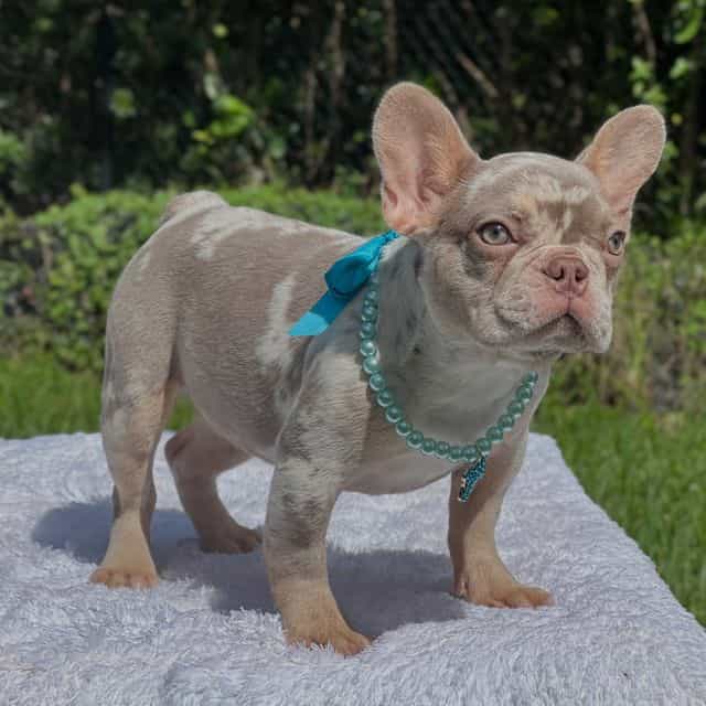 Ellie - French Bulldog Female