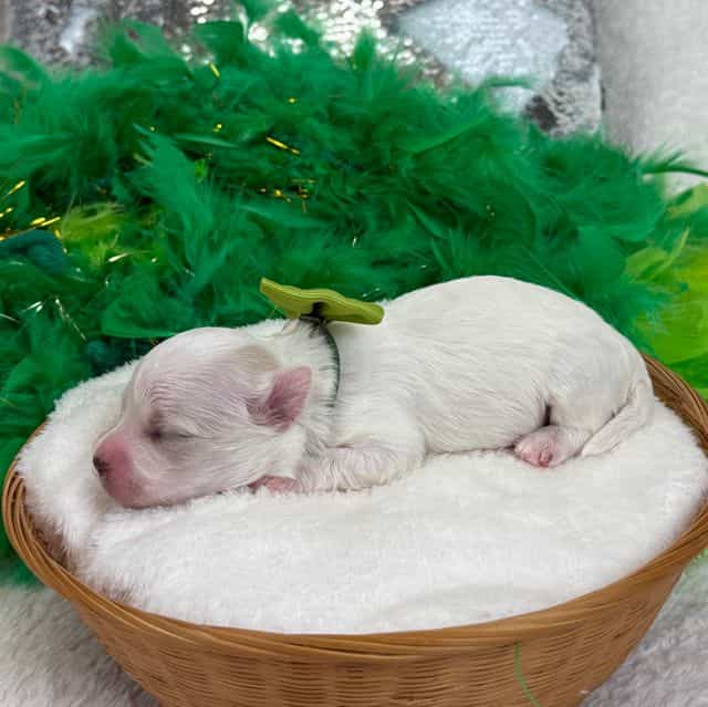 Daisy Green Boy - Maltipoo Male