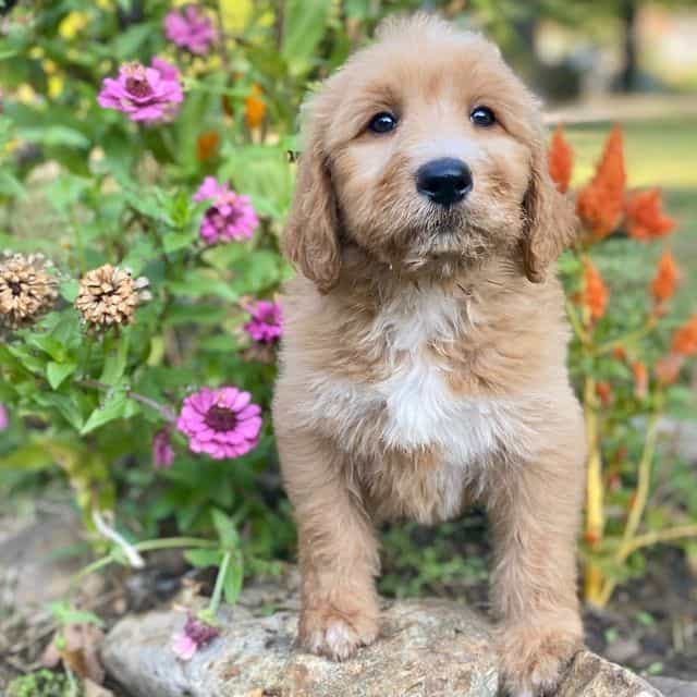 Socks - Goldendoodle Female