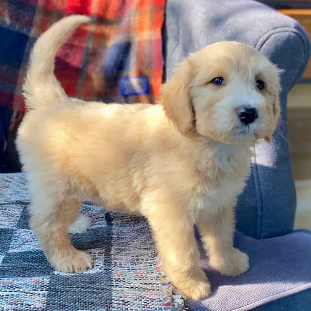 Gilbert  - Goldendoodle Male