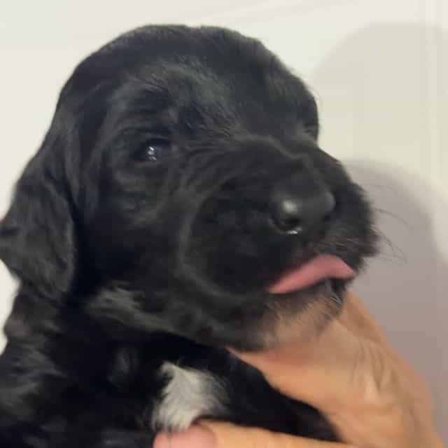 Clara - Goldendoodle Female