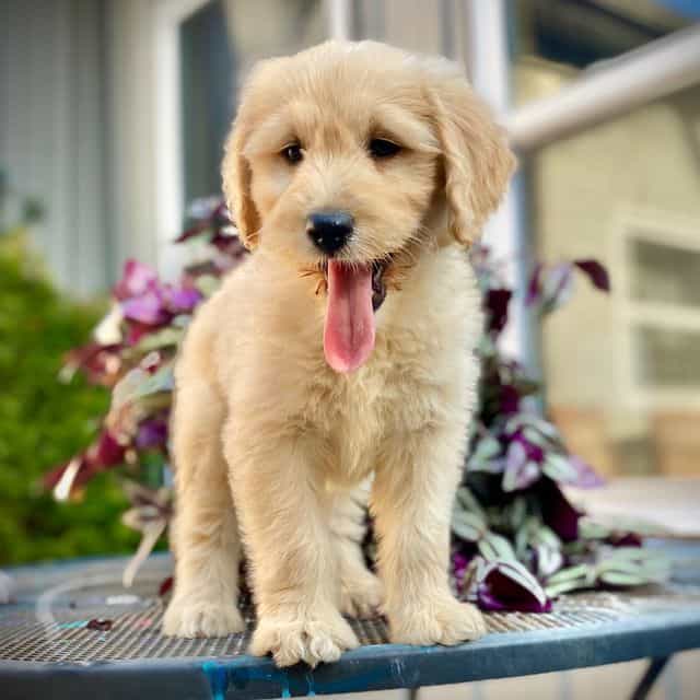 Dolly - Goldendoodle Female