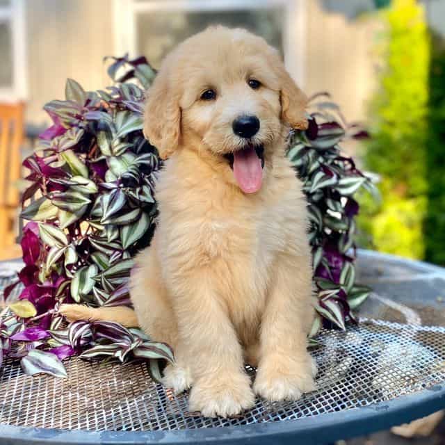 Stevie - Goldendoodle Male