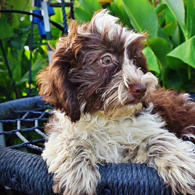 Rosie - Havapoo Female