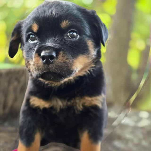 Light pink girl - Rottweiler Female