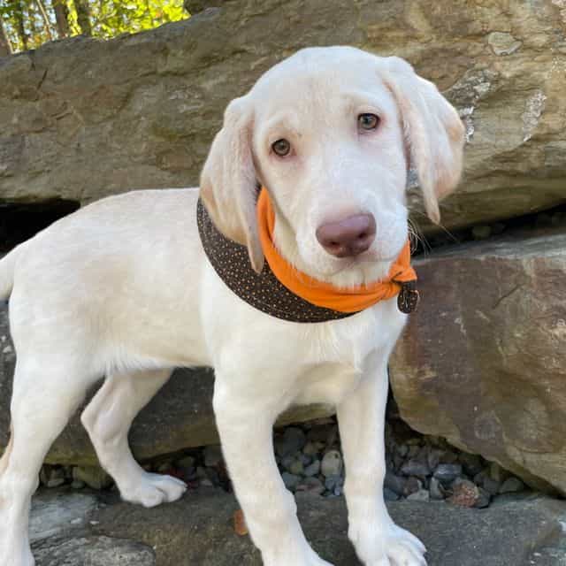 Winona - Labrador Retriever Female