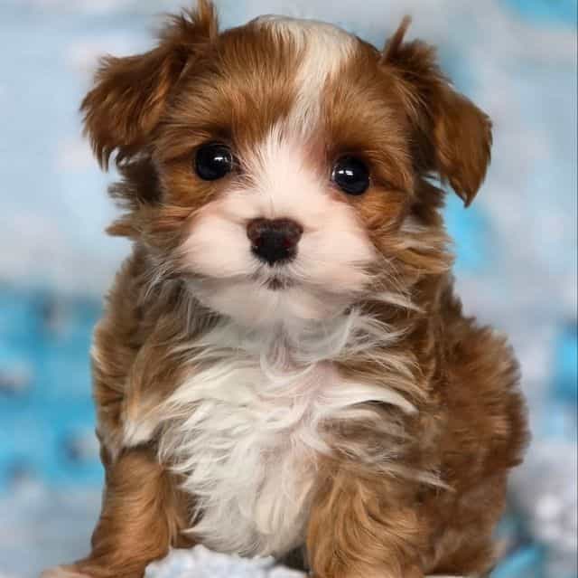 Tiny Phoenix - Yorkipoo Male