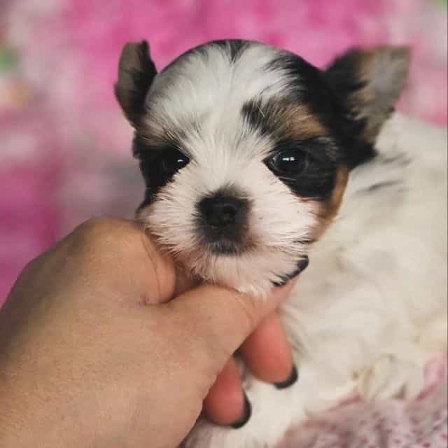 Bailey  - Biewer Terrier Female