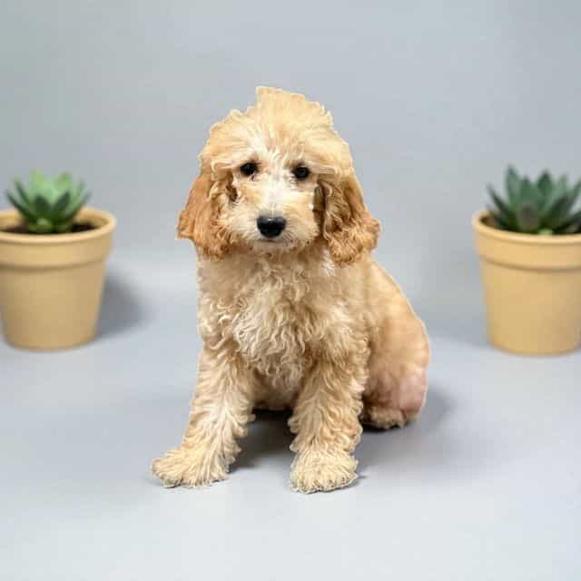 Jon Snow - Goldendoodle Male