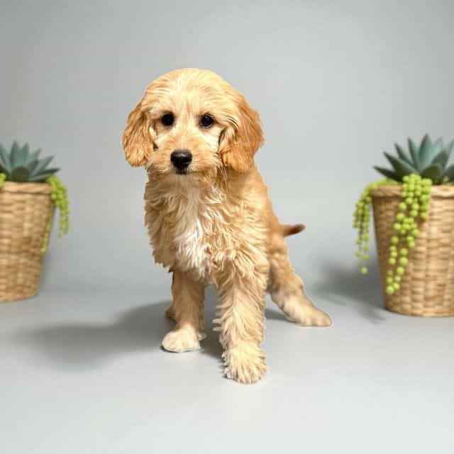 Robb Stark - Goldendoodle Male