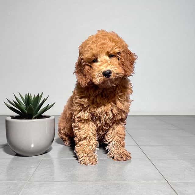 Bran Stark - Goldendoodle Male