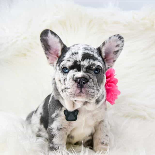 Blue tan Merle  - French Bulldog Female