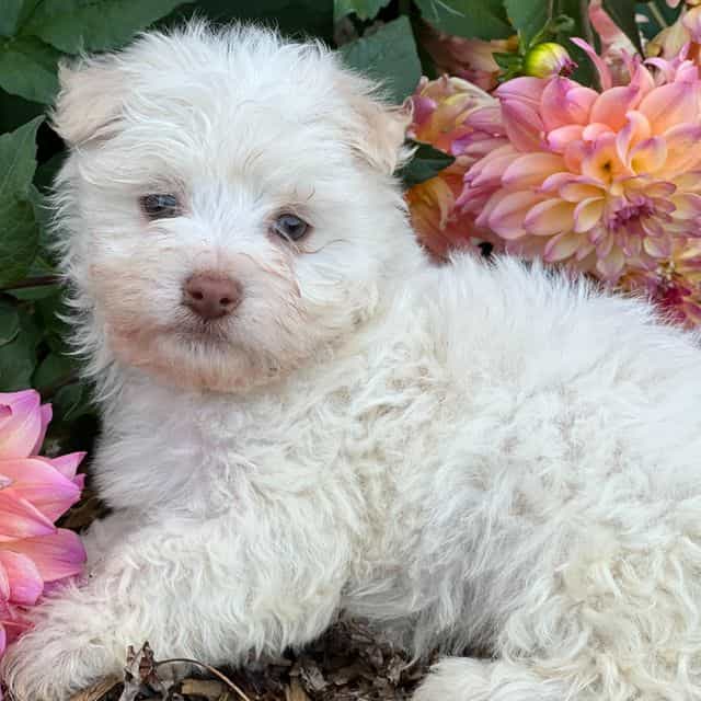 Buster - Havanese Male