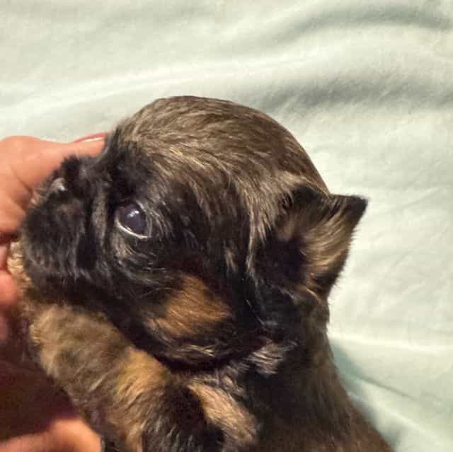 Bromley - Brussels Griffon Female