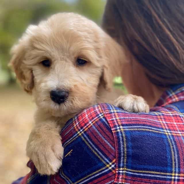 Gilbert  - Goldendoodle Male