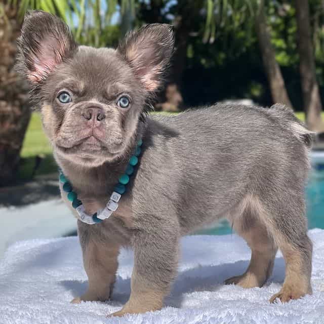 SAMMY - French Bulldog Male