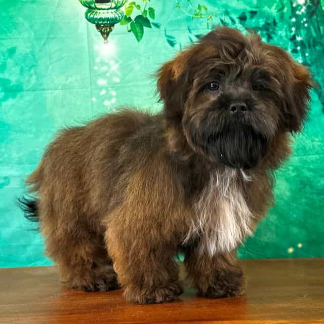 Oscar - Shichon Male